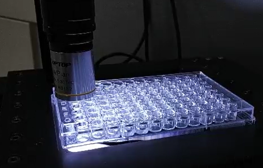 96 well plate cell observation system